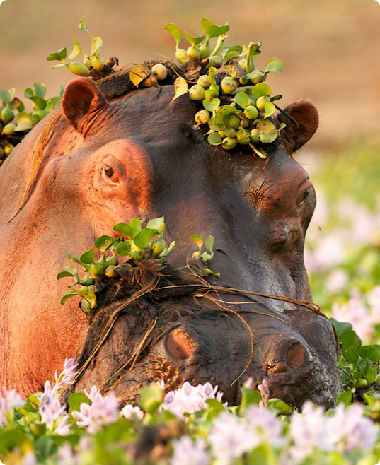 Wechiau Community Hippo Sanctuary