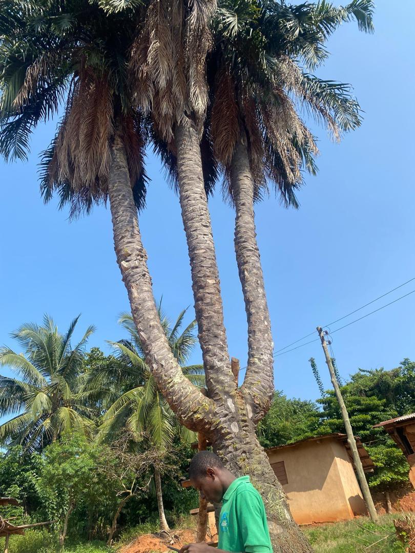 جاليرى