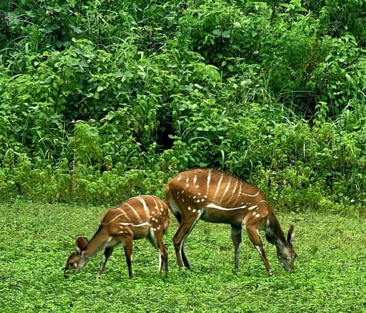 Mole National Park